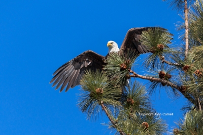 Bald-Eagle;Bird-of-Prey;Eagle;Flying-Bird;Haliaeetus-leucocephalus;Photography;a